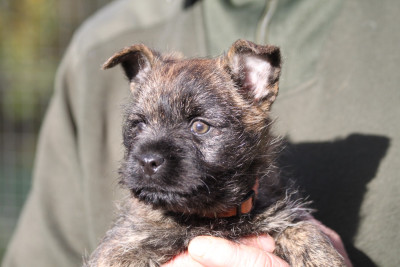 Les chiots de Cairn Terrier
