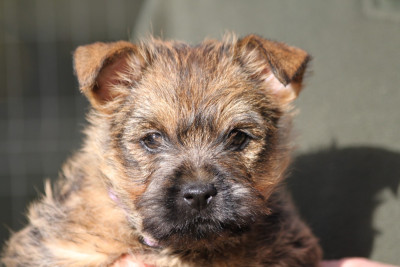 Les chiots de Cairn Terrier