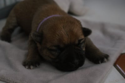 Les chiots de Cairn Terrier