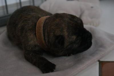 Les chiots de Cairn Terrier