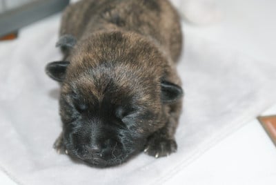 Les chiots de Cairn Terrier