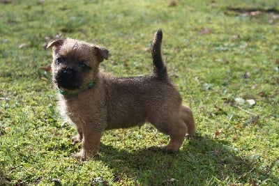 Les chiots de Cairn Terrier