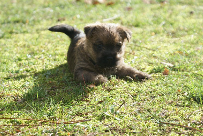 Les chiots de Cairn Terrier