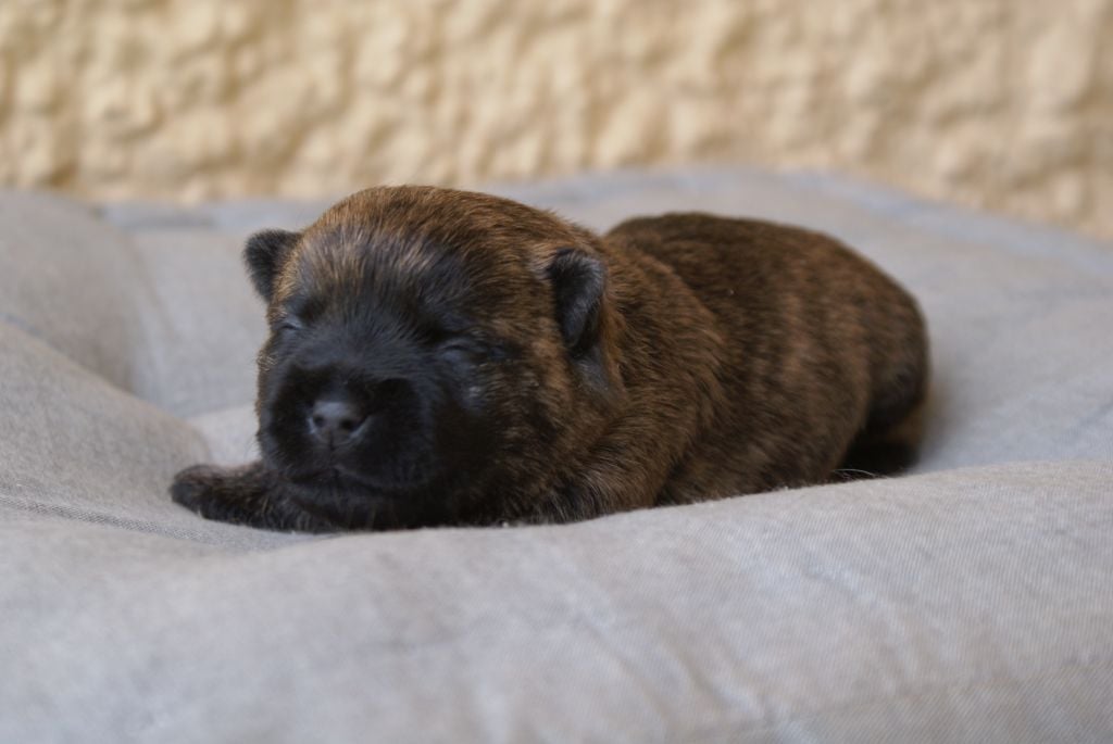 M4-ARGOS d'Isarudy (collier orange)