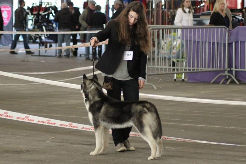 Iwok Of cold winter nights - Très Prometteur. Classe Puppy