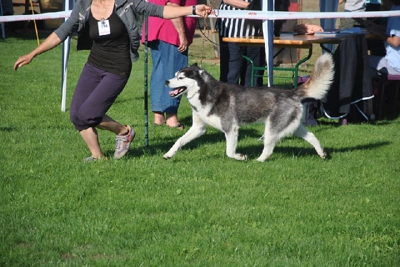 Iwok Of cold winter nights - 1er EXC, CACS et BOS