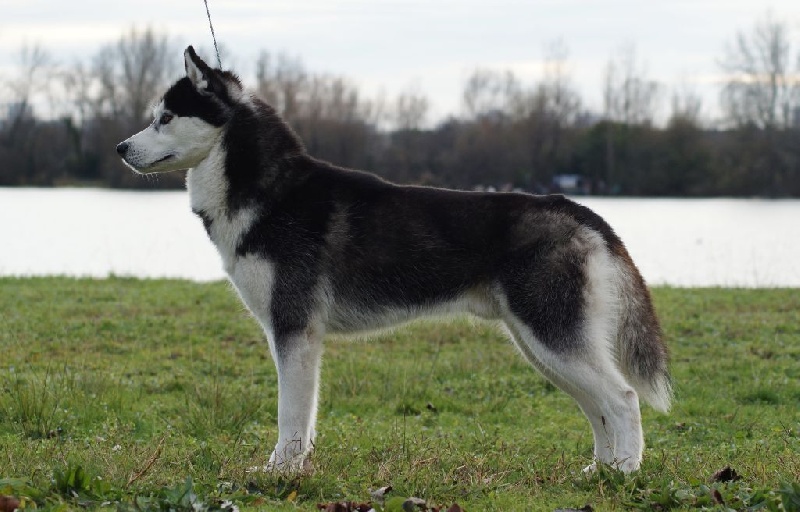 Iwok Of cold winter nights - 2ème Excellent /6