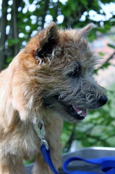 Hundy d'Isarudy - Puppy - Très Prometteur