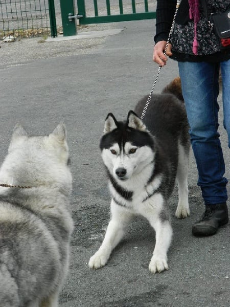 Iwok Of cold winter nights - Classe Ouverte-2ème Exc