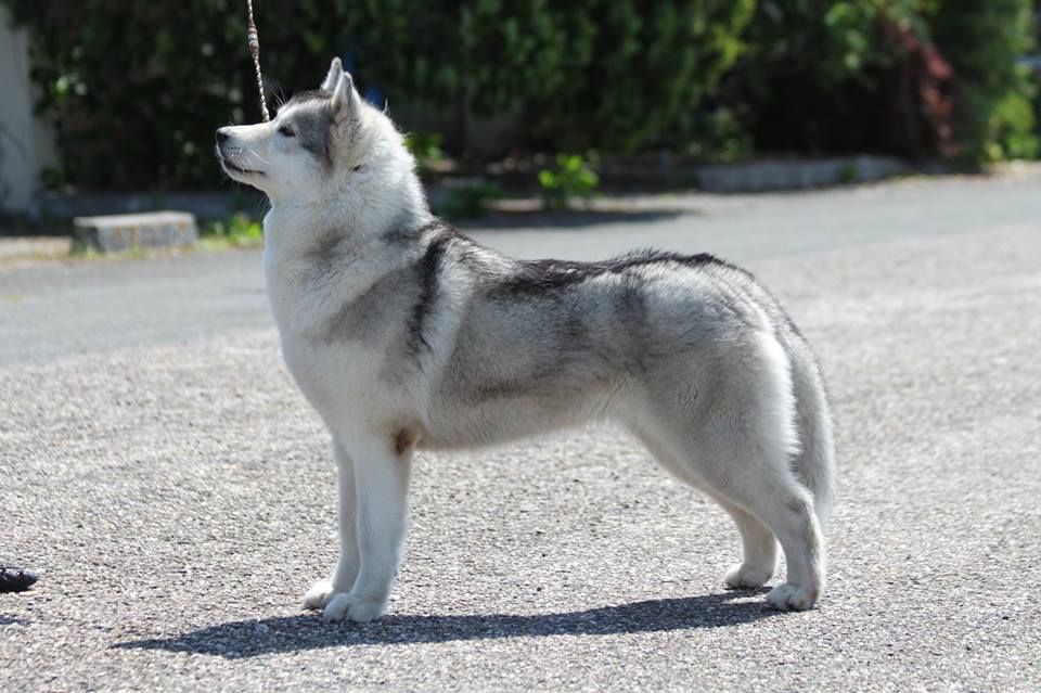 Just in my heart dite jena Of cold winter nights - 2ème Exc