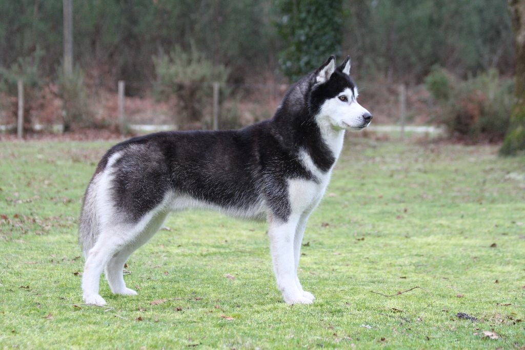 Iwok Of cold winter nights - 2ème Exc - RCACS