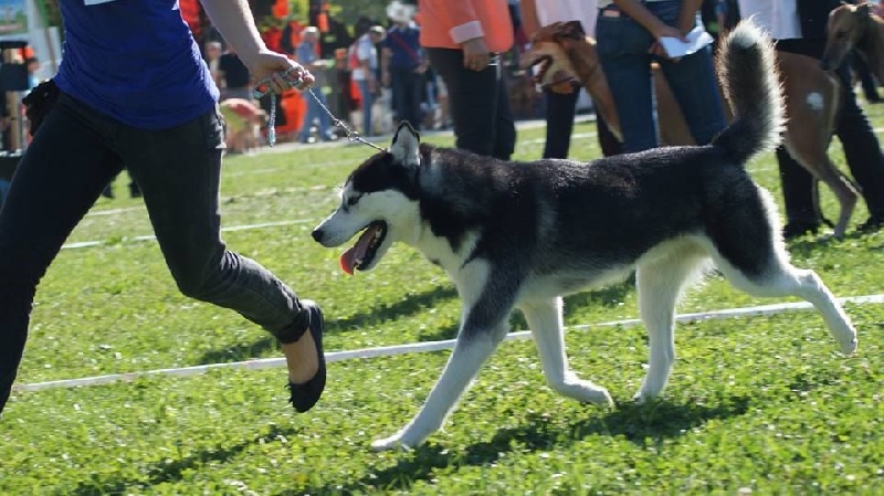 Iwok Of cold winter nights - Classe Ouverte-2ème Exc- RCACS