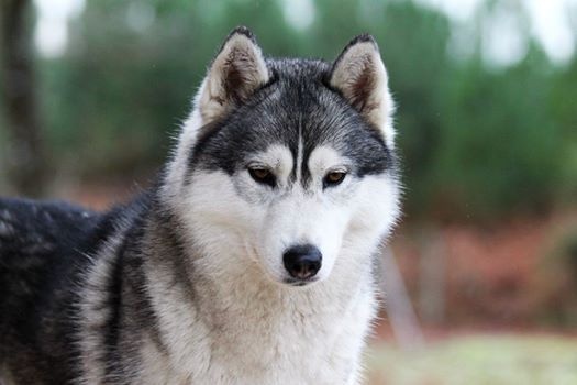 Just in my heart dite jena Of cold winter nights - 1er Exc - RCACS