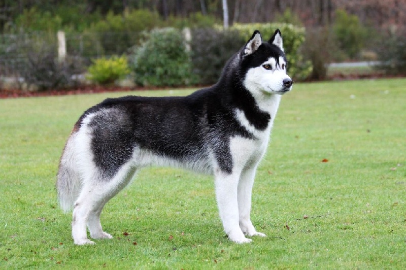 Iwok Of cold winter nights - 1er Exc - CACIB-CACS- Meilleur de race de sexe opposé