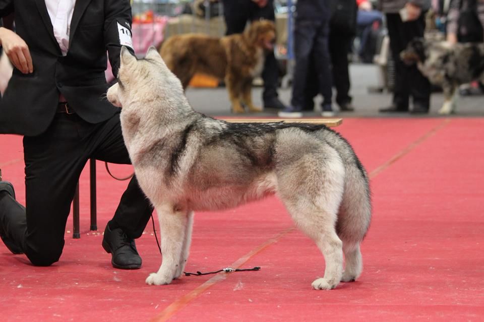 Just in my heart dite jena Of cold winter nights - 2ème Exc - RCACS