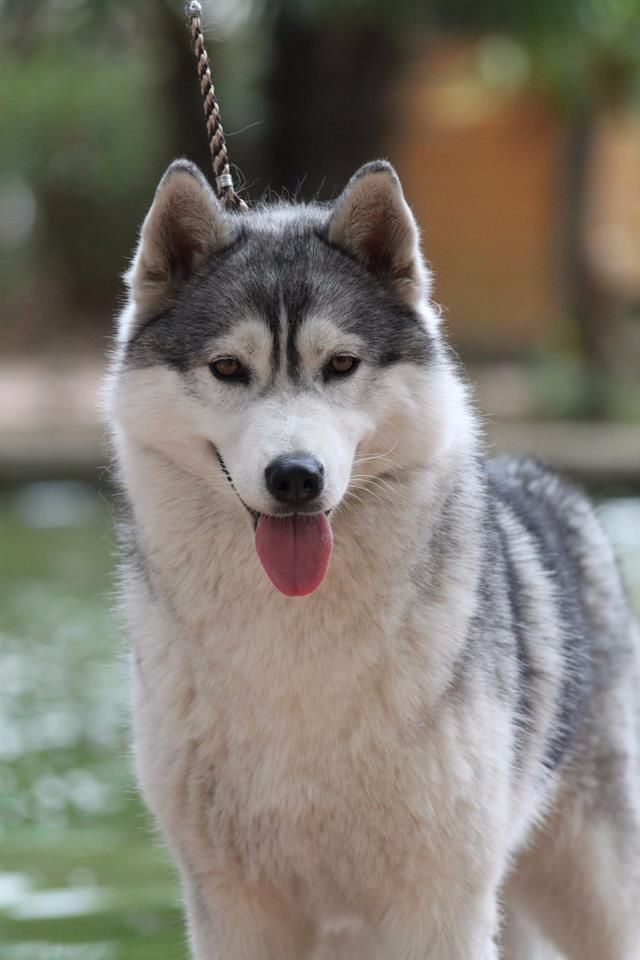 Just in my heart dite jena Of cold winter nights - 1er Exc