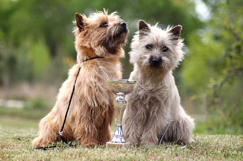 Hundy d'Isarudy - 3ème Excellent - Classe Ouverte Mâles