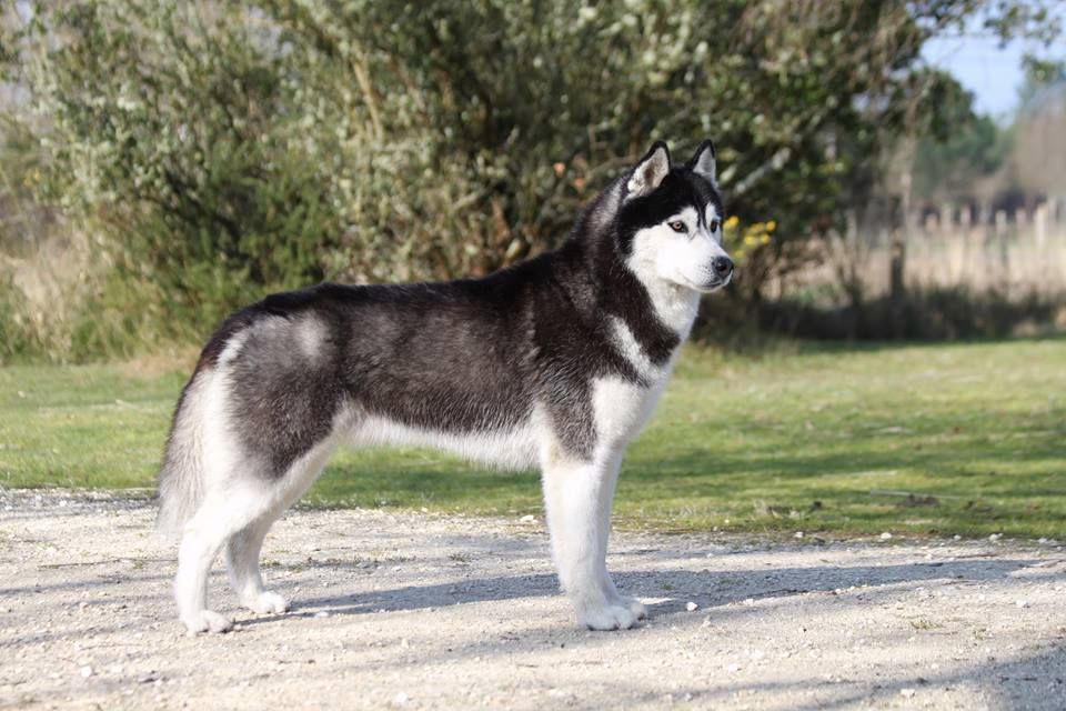 Iwok Of cold winter nights - 3ème Exc.