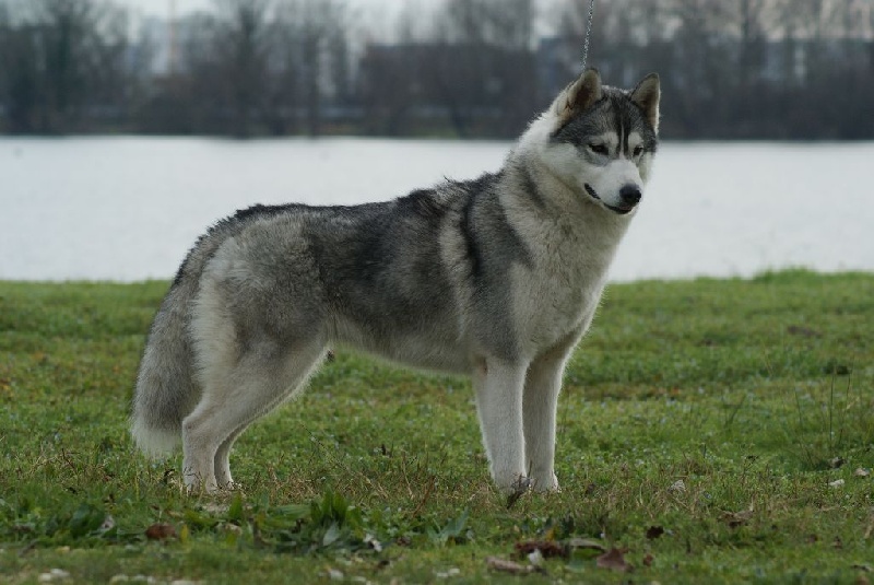 Just in my heart dite jena Of cold winter nights - 3ème Excellent /8