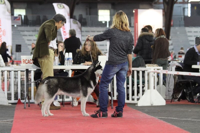 Iwok Of cold winter nights - Classe Ouverte 2ème Exc RCACS