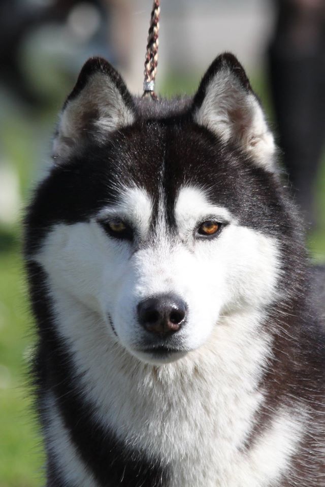 Iwok Of cold winter nights - 1er Exc - RCACIB-RCACS