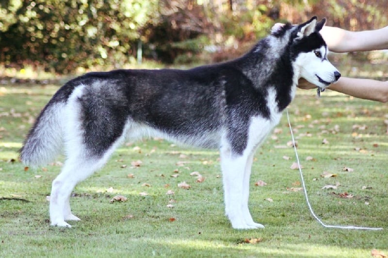 Iwok Of cold winter nights - 1er Exc - Classe Intermédiaire