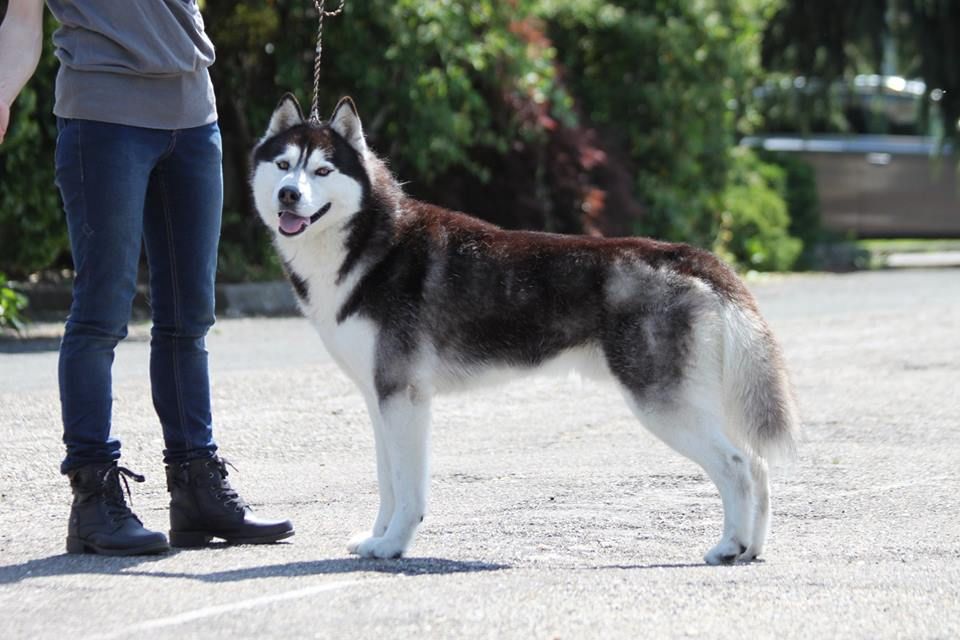 Iwok Of cold winter nights - 2ème Exc - RCACS