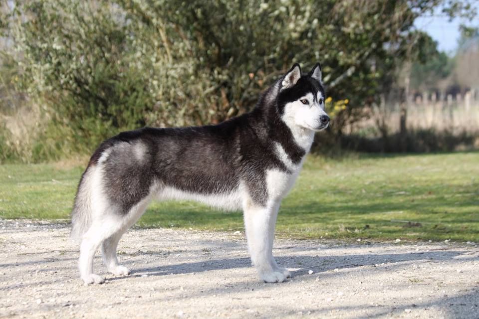 Iwok Of cold winter nights - 2ème Exc