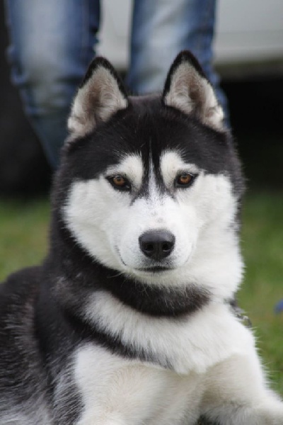 Iwok Of cold winter nights - Excellent