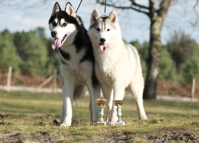 Iwok Of cold winter nights - Très Prometteur