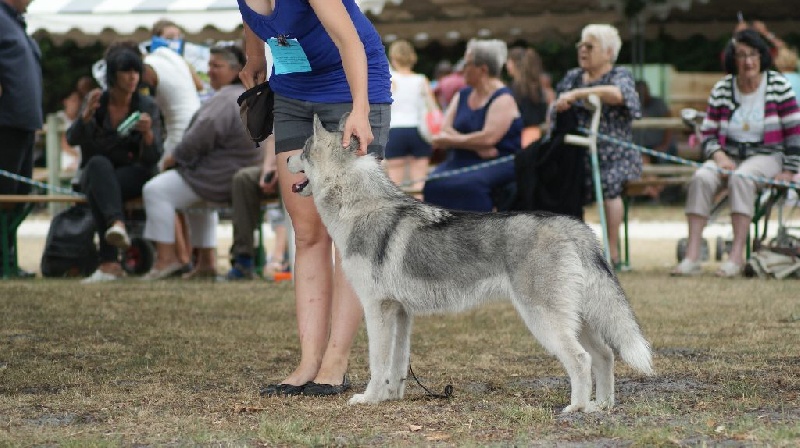 Just in my heart dite jena Of cold winter nights - Très Prometteur - Meilleur Puppy