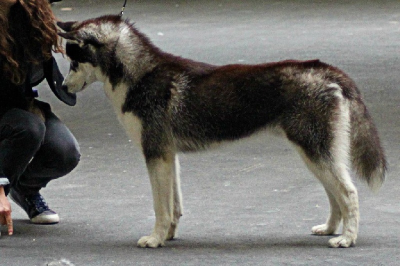 Iwok Of cold winter nights - 1er Excellent - Classe Jeunes Mâles