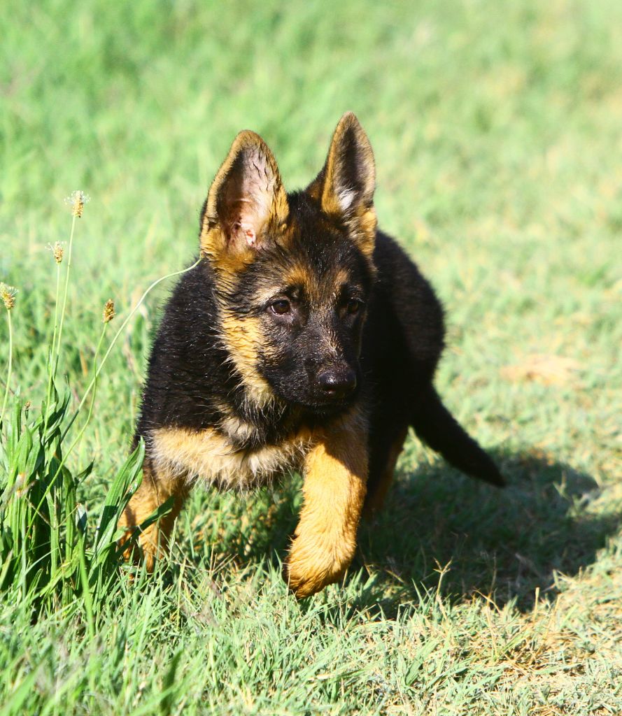 Chiot Berger allemand, femelle disponible en Provence