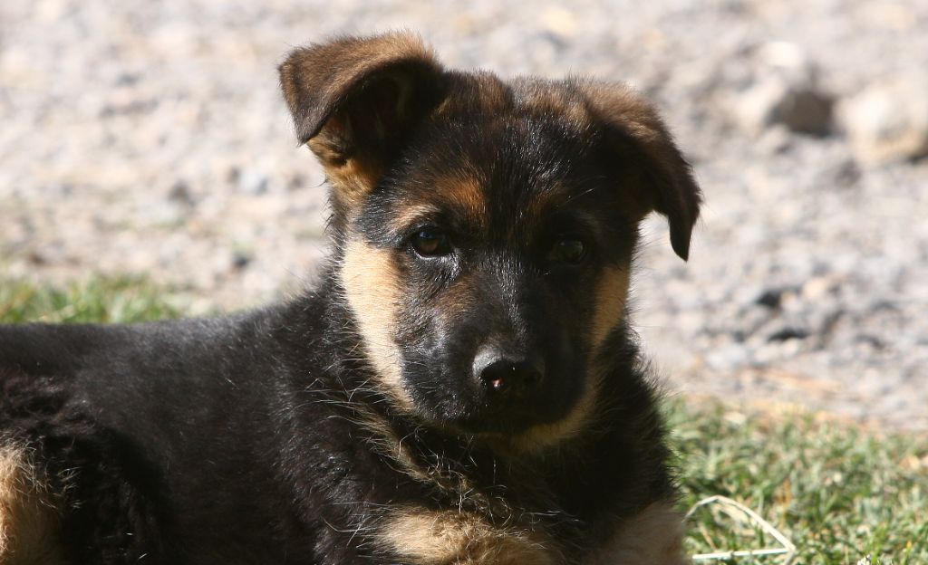 Chiot Berger allemand, mâle disponible en Provence Alpes