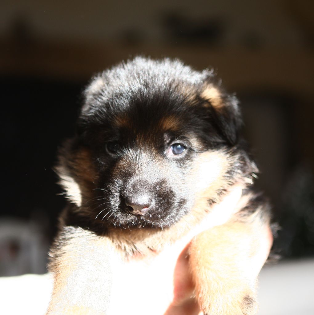 Chiot Berger allemand, mâle disponible en Provence Alpes