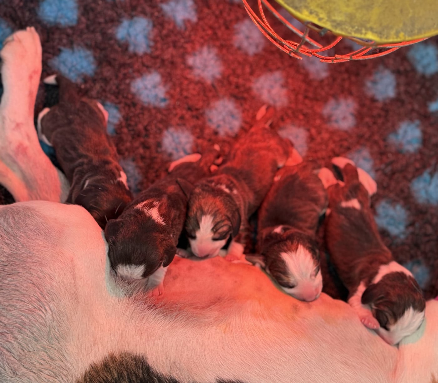 Beagle - de l'arche de Riwan