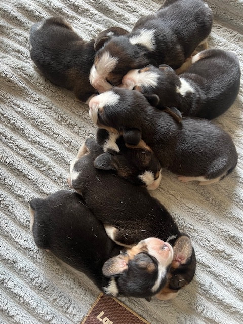 Beagle - de l'arche de Riwan
