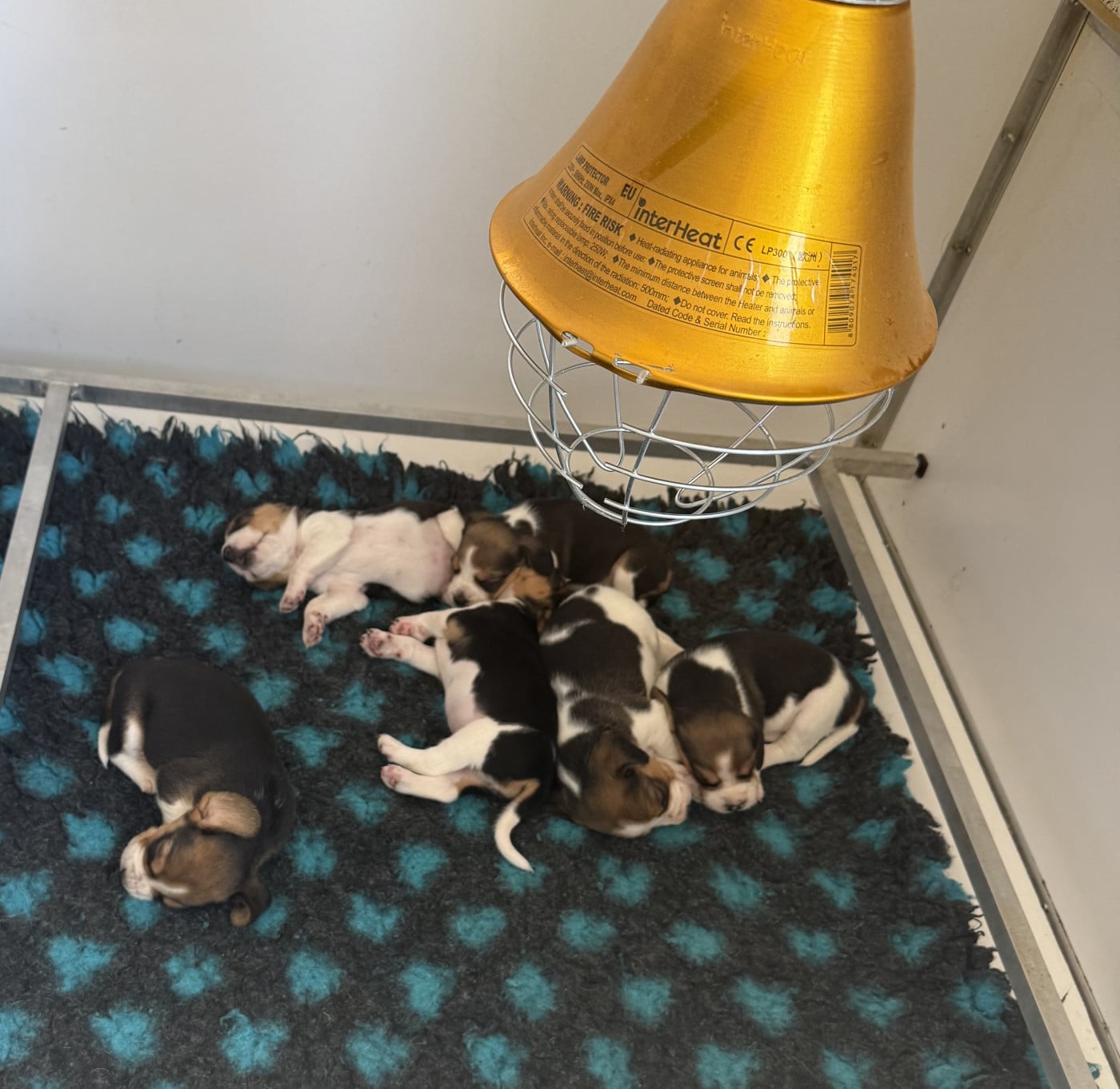 Beagle - de l'arche de Riwan