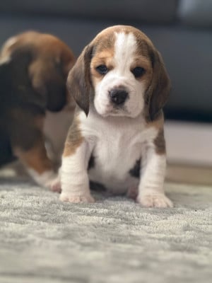 Les chiots de Beagle