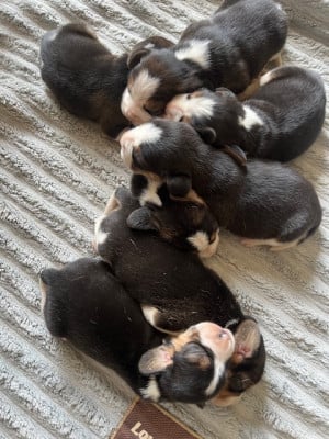 Les chiots de Beagle