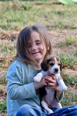 Les chiots de Beagle