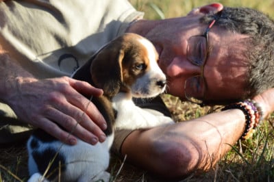Les chiots de Beagle