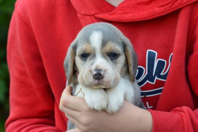 Les chiots de Beagle