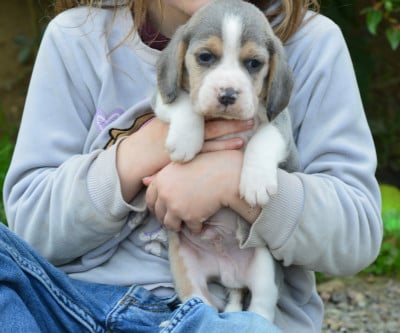 Les chiots de Beagle