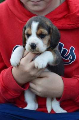 Les chiots de Beagle