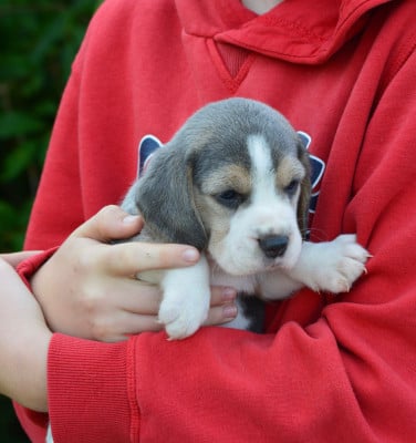 Les chiots de Beagle