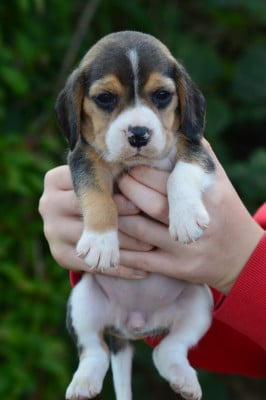 Les chiots de Beagle