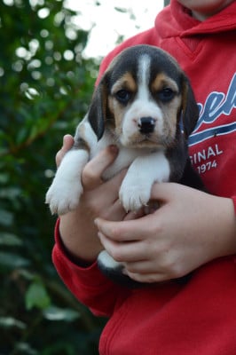 Les chiots de Beagle