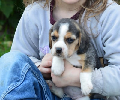 Les chiots de Beagle
