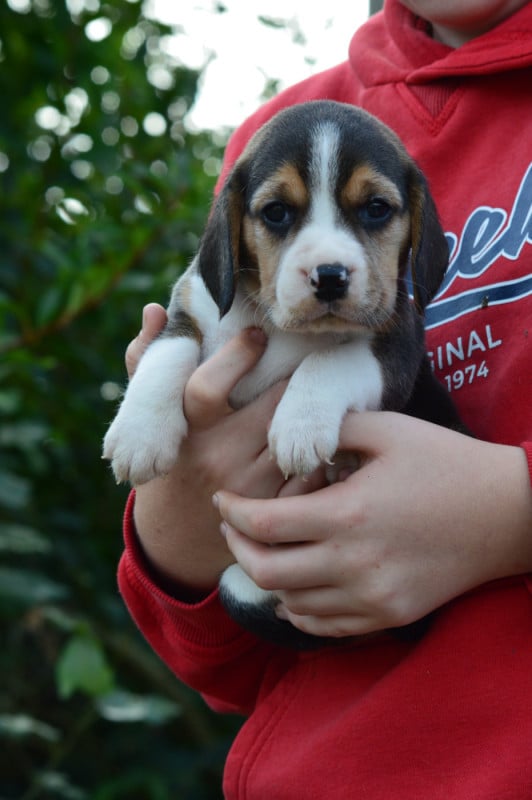 Beagle - de l'arche de Riwan